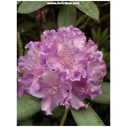 Rhododendron hybrid 'Alfred' - Rododendron, p�ni�n�k