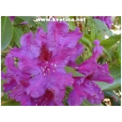 Rhododendron hybrid 'Azurro' - Rododendron, p�ni�n�k