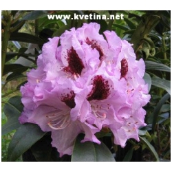 Rhododendron hybrid "Blue Peter" - Rododendron, p�ni�n�k