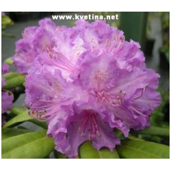 Rhododendron yakushimanum "Blurettia" - Rododendron, p�ni�n�k