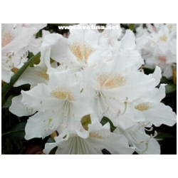 Rhododendron hybrid "Album Novum" - Rododendron, p�ni�n�k