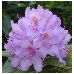 Rhododendron catawbiense 'Grandiflorum' - Rododendron, p�ni�n�k