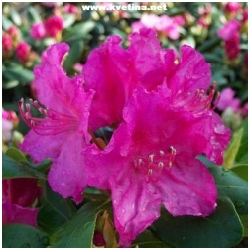 Rhododendron hybrid "Claudine" - Rododendron, p�ni�n�k
