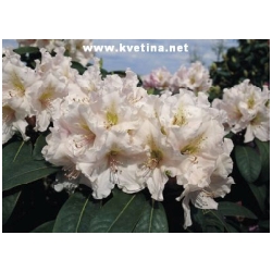 Rhododendron hybrid "Eskimo" - Rododendron, p�ni�n�k