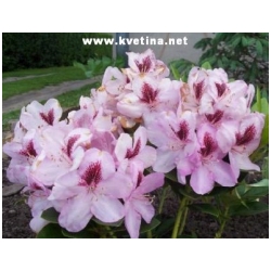 Rhododendron hybrid 'Lugano' - Rododendron, p�ni�n�k