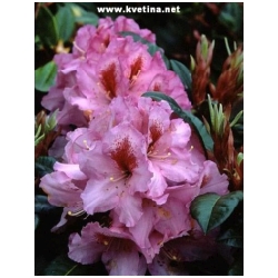 Rhododendron hybrid "Lumina" - Rododendron, p�ni�n�k