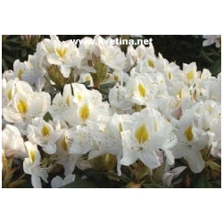 Rhododendron hybrid 'Madame Masson' - Rododendron, p�ni�n�k