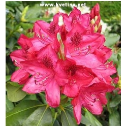 Rhododendron hybrid "Nova Zembla" - Rododendron, p�ni�n�k