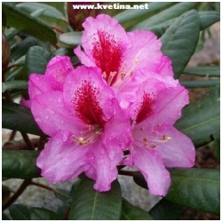 Rhododendron hybrid "Ornament" - Rododendron, p�ni�n�k