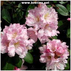 Rhododendron hybrid "Rosemarie" - Rododendron, p�ni�n�k