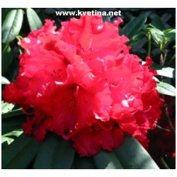 Rhododendron hybrid 'Bengal' - Rododendron, p�ni�n�k