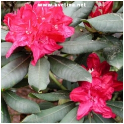 Rhododendron hybrid "Vilem Heckel" - Rododendron, p�ni�n�k
