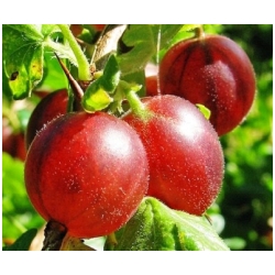 Ribes uva-crispa 'Hinnonmaki red' - Angre�t rezistentn� - KE�