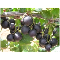 Ribes nidigrolaria - Josta