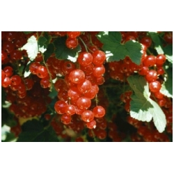 Ribes rubrum - ryb�z �erven� 'Losan'
