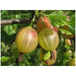 Ribes uva-crispa 'Spinefree' - Angre�t rezistentn� - KE�