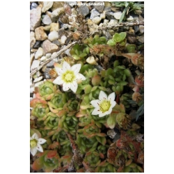 Rosularia sedoides 'Alba' /Sempervivella alba/ - Rosularia