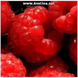 Rubus idaeus 'Heritage' - Malin�k, Malina