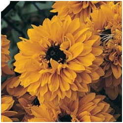 Rudbeckia hirta 'Gloriosa Daisies' - T�epatka  