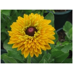 Rudbeckia hirta 'Goldilocks' - T�apatka, zlatovl�ska    