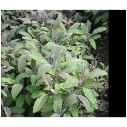 Salvia officinalis Purpurascens  - �alv�j