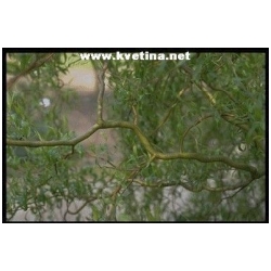 Salix matsundana - Vrba Matsudova