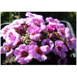 Saxifraga kabschia - Lomik�men