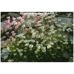Saxifraga x arendsii - Mechov� lomik�meny