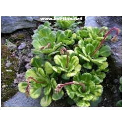 Saxifraga umbrosa  - Lomik�men stinn� pestrolist�