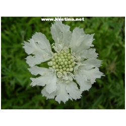 Scabiosa caucasica - Hlav��