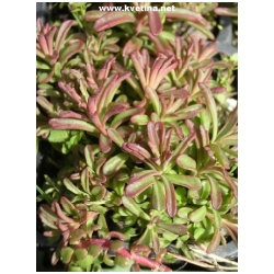Sedum kamschaticum var. middendorffianum - Rozchodn�k
