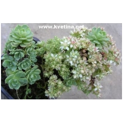 Sedum pachyclados - Rozchodn�k