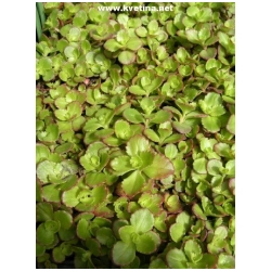 Sedum spurium  - Rozchodn�k