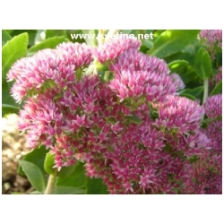 Sedum telephinum - Sedum, Rozchodn�kovec nachov�