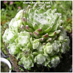 Sempervivum hybridum - Net�esk