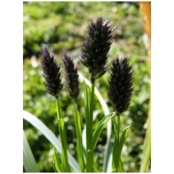 Sesleria heufleriana - p�chava Heuflerova