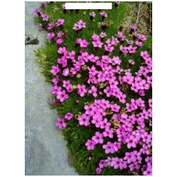 Silene acaulis - Silenka