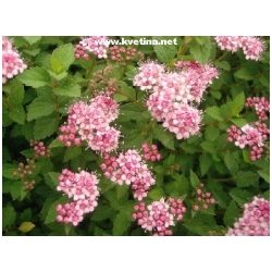 Spiraea japonica 'Schirobana' - Tavoln�k japonsk� trpasli��