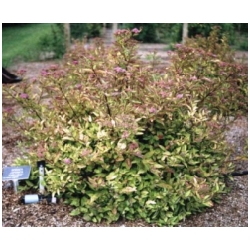 Spiraea japonica 'Firelight' - Tavoln�k japonsk� trpasli��