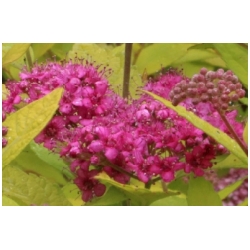Spiraea japonica 'Golden princes' - Tavoln�k japonsk� trpasli��