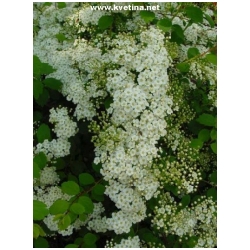 Spiraea vanhouttei - Tavoln�k van Houtte�v