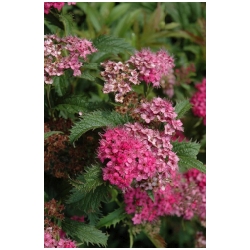 Spiraea japonica 'Crispa' - Tavoln�k japonsk� trpasli��