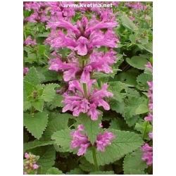 Stachys macrantha /Betonica grandiflora/ - �istec, Bukvice