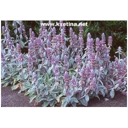 Stachys byzantina 'Silberteppich' - �istec, zaje�� ou�ko