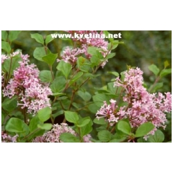 Syringa meyeri - �e��k Meyer�v