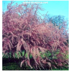 Tamarix tetrandra - Tamary�ek �ty�mu�n�