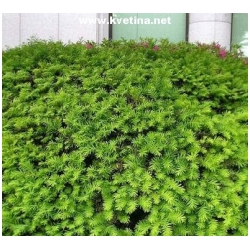 Taxus cuspidata 'Nana' - Tis japonsk� zakrsl�