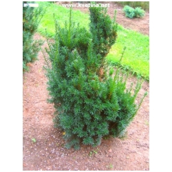 Taxus x media 'Hillii' - Tis prost�edn� Hill�v