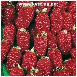 Rubus 'Tayberry' - Malinoostru�in�k