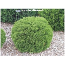 Thuja occidentalis 'Tiny Tim' - Zerav z�padn� - trpasli��